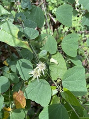 Passiflora pavonis