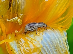 Aphrastus taeniatus