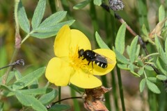 Stratiomys barbata