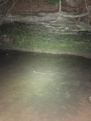 Nerodia rhombifer