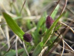 Silene uralensis