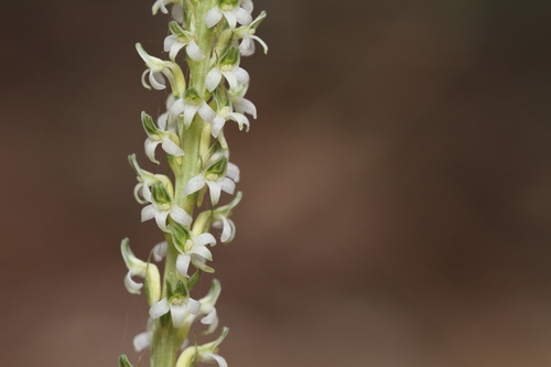 Image of Platanthera yadonii by (c) Nicholas Wei, some rights reserved (CC BY-SA)