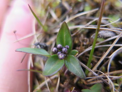Eutrema edwardsii