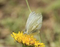 Pieris marginalis