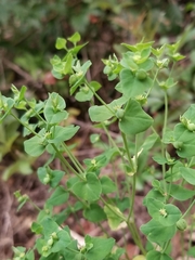 Euphorbia commutata