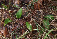 Nervilia holochila