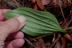 Nervilia holochila
