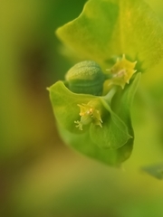 Euphorbia commutata