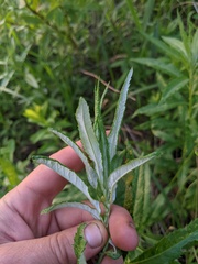 Artemisia serrata