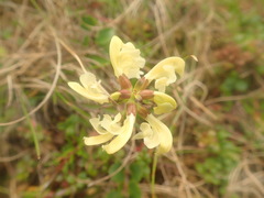 Pedicularis lapponica
