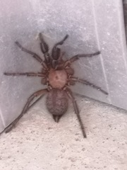 Porrhothele antipodiana