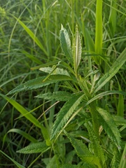 Artemisia serrata