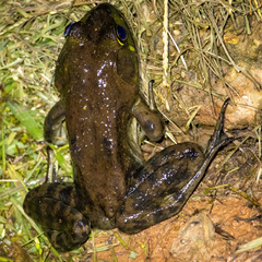 Lithobates grylio