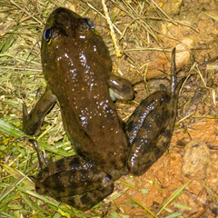 Lithobates grylio