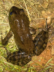 Lithobates grylio