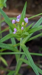 Collomia linearis