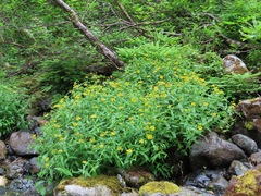Arnica amplexicaulis