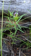 Collomia linearis