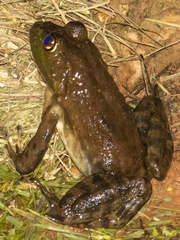 Lithobates grylio