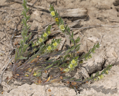 Lappula occidentalis cupulata