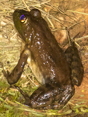 Lithobates grylio