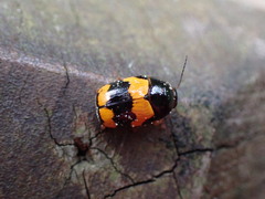 Cryptocephalus formosanus