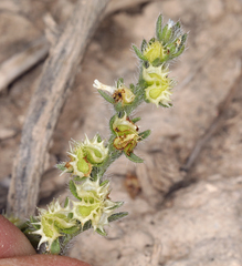Lappula occidentalis cupulata