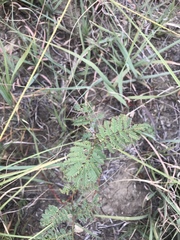 Desmanthus leptolobus