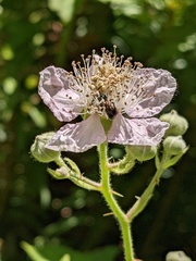 Ceratinini