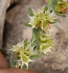 Lappula occidentalis cupulata