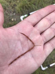 Desmanthus leptolobus