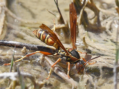 Polistes aurifer