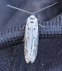 Ethmia monticola