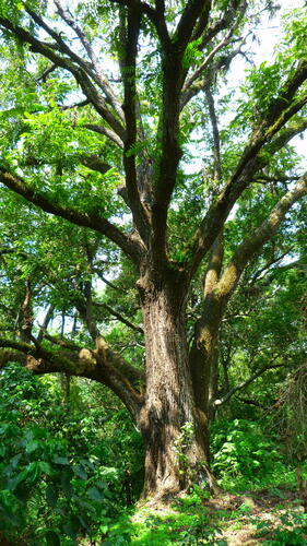 Arizona walnut (Juglans major)