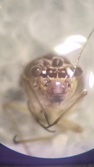Mesopsocus laticeps