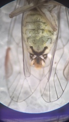 Mesopsocus laticeps