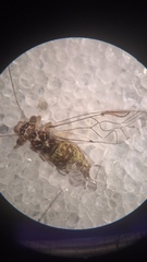Mesopsocus laticeps