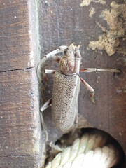 Stromatium longicorne