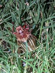 Polyphylla occidentalis