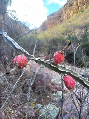 Peniocereus marianus