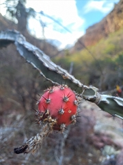 Peniocereus marianus