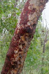 Corymbia erythrophloia