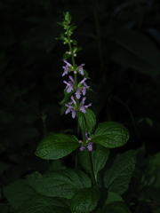 Stachys aspera