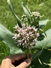Asclepias speciosa × syriaca