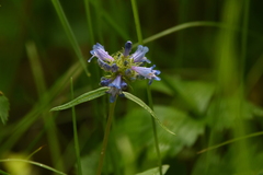 Penstemon globosus
