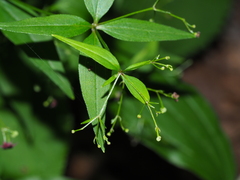 Galium latifolium