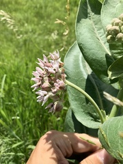 Asclepias speciosa × syriaca