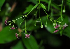 Galium latifolium
