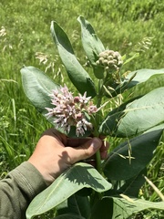 Asclepias speciosa × syriaca