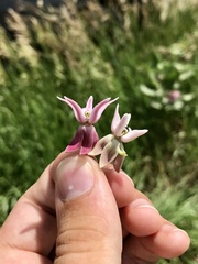 Asclepias speciosa × syriaca